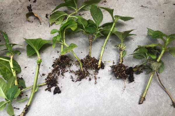 胡椒的生长习性，现广植于热带地区