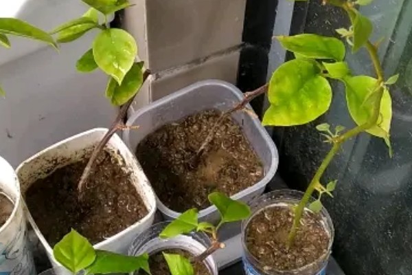 胡椒的生长习性，现广植于热带地区