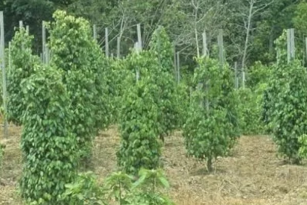 胡椒的生长习性，现广植于热带地区