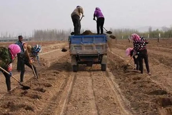 胡椒的生长习性，现广植于热带地区