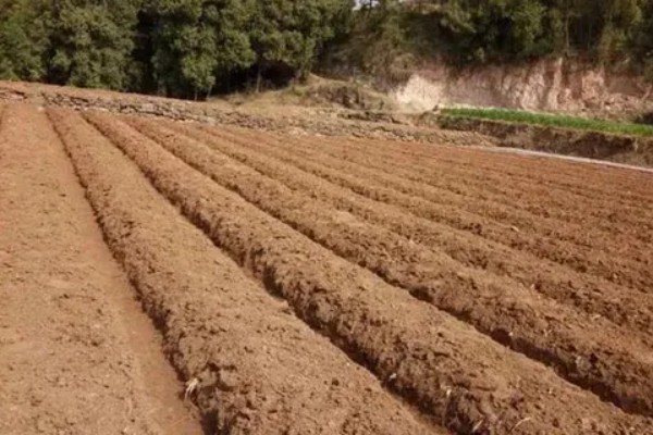 胡椒的生长习性，现广植于热带地区
