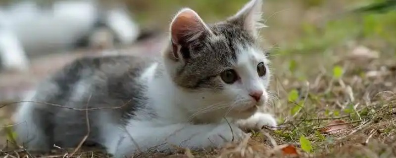 幼猫感冒咳嗽能驱虫吗，建议不要给猫驱虫