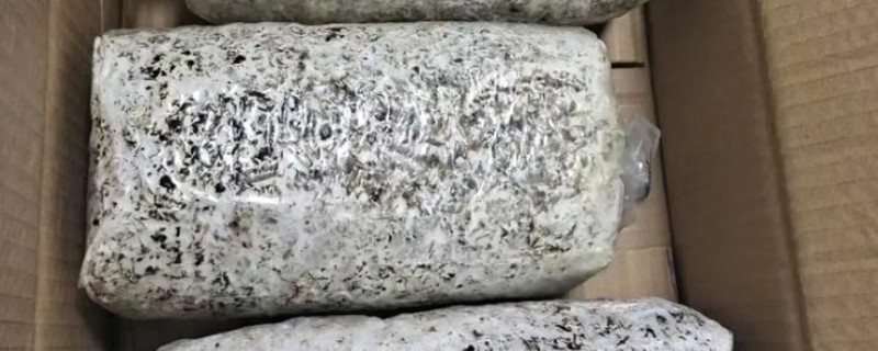 蘑菇菌包的种植方法，每天需用喷壶淋湿土壤