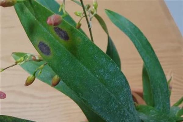 文心兰常见的病害，有花叶病、灰霉病等