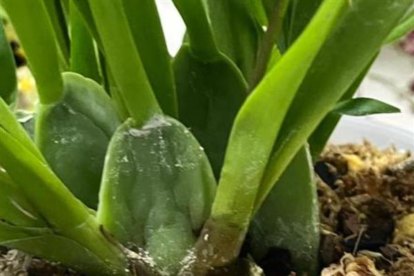 文心兰常见的病害，有花叶病、灰霉病等