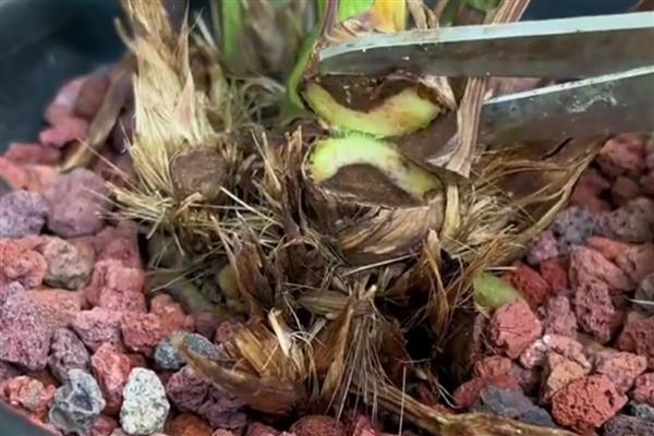 文心兰常见的病害，有花叶病、灰霉病等