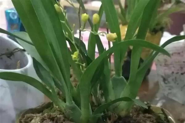 文心兰常见的病害，有花叶病、灰霉病等