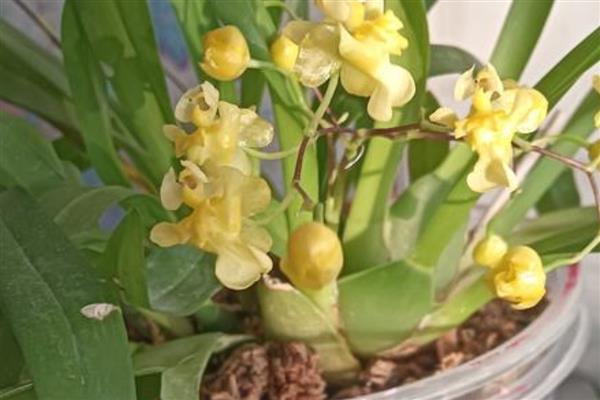 文心兰常见的病害，有花叶病、灰霉病等