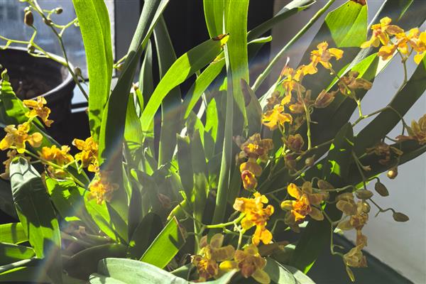 文心兰常见的病害，有花叶病、灰霉病等