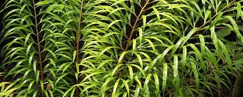 德保苏铁简介,是国家一级保护植物