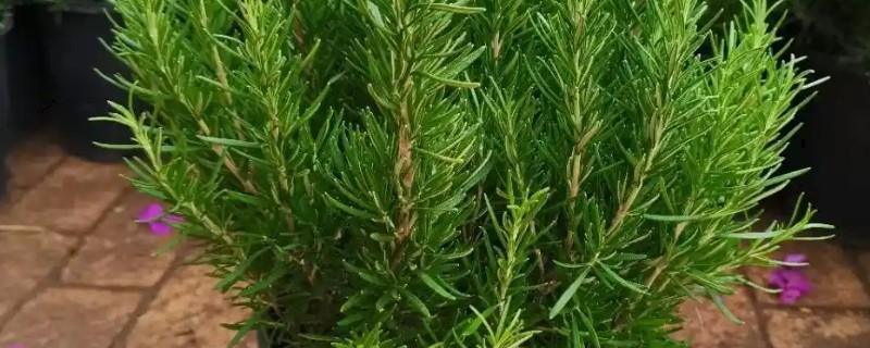 迷迭香几月开花，每年6月开花