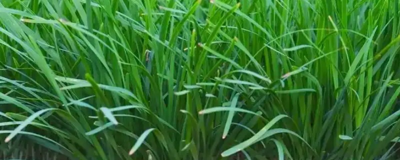 冬天移栽韭菜能不能活，能活但要注意保暖防冻