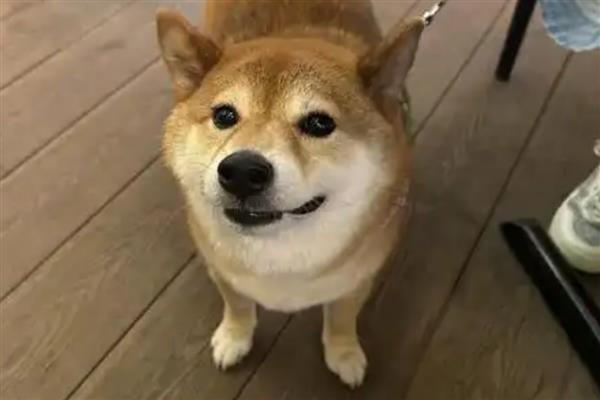 狗狗球虫怎么检查，可通过临床症状和粪便检查