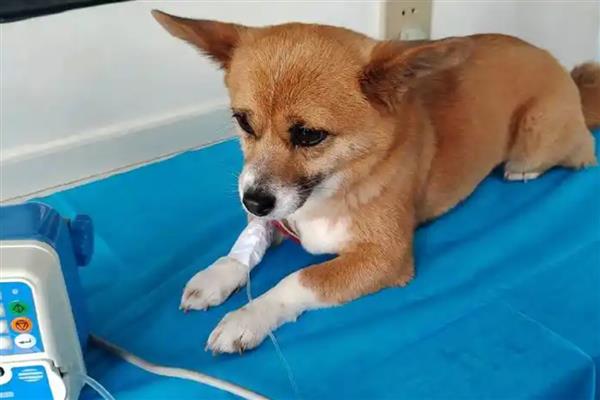 狗狗球虫怎么检查，可通过临床症状和粪便检查
