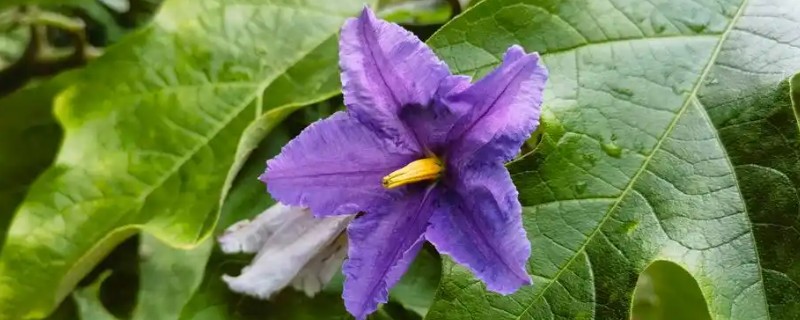 有哪些四季花卉，有月季、常春藤、蒲公英等