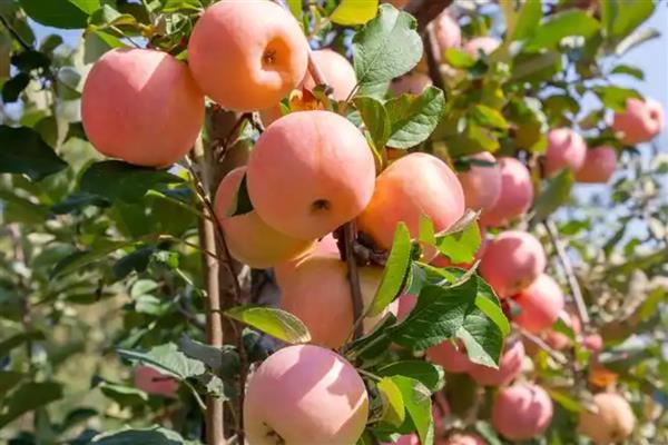 雌雄同体的植物有哪几种，有苹果、板栗树、石榴等