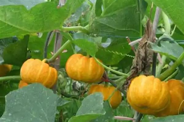 雌雄同体的植物有哪几种，有苹果、板栗树、石榴等