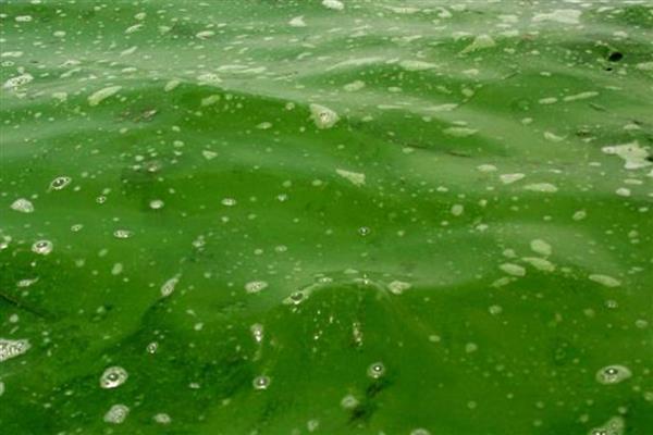 雌雄同体的植物有哪几种，有苹果、板栗树、石榴等