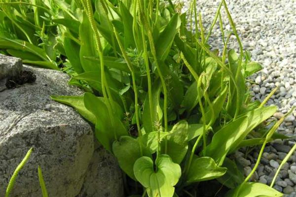 雌雄同体的植物有哪几种，有苹果、板栗树、石榴等