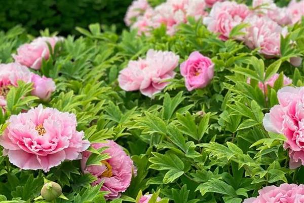 雌雄同体的植物有哪几种，有苹果、板栗树、石榴等