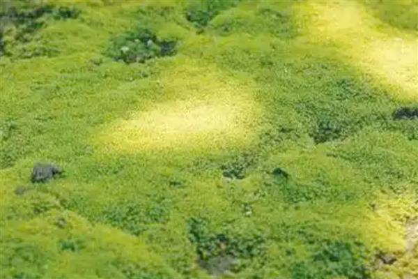 雌雄同体的植物有哪几种，有苹果、板栗树、石榴等