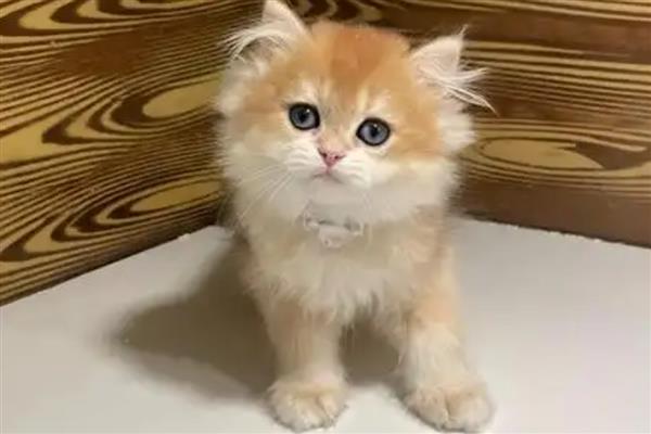 幼猫感冒咳嗽能驱虫吗，建议不要给猫驱虫