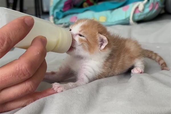 幼猫感冒咳嗽能驱虫吗，建议不要给猫驱虫