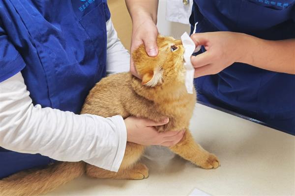 幼猫感冒咳嗽能驱虫吗，建议不要给猫驱虫