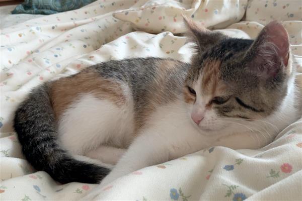 幼猫感冒咳嗽能驱虫吗，建议不要给猫驱虫