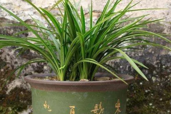 兰草和吊兰的区别是什么，形态和花期均不同