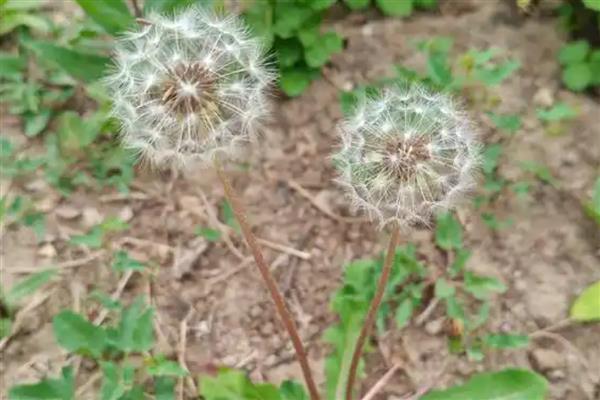 有哪些四季花卉，有月季、常春藤、蒲公英等