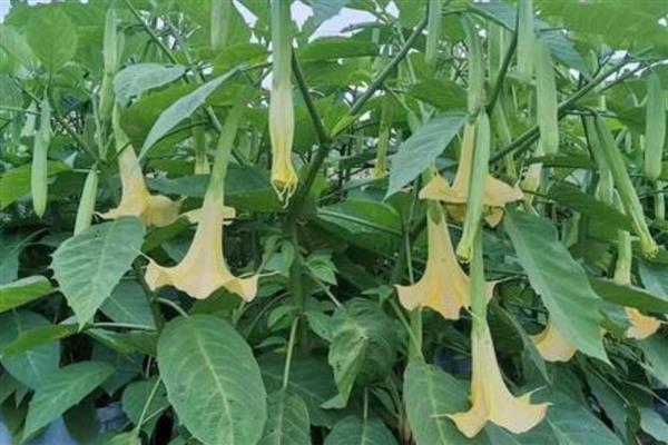 有哪些四季花卉，有月季、常春藤、蒲公英等