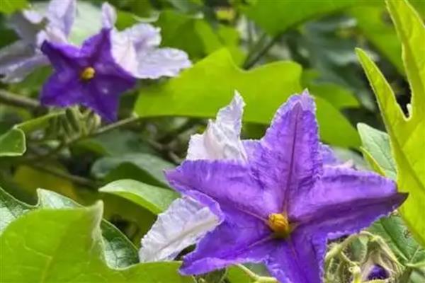 有哪些四季花卉，有月季、常春藤、蒲公英等