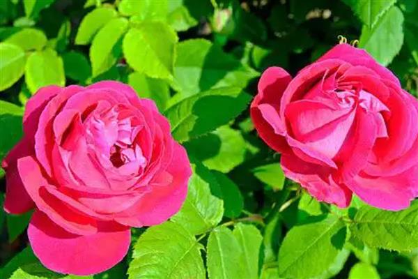 有哪些四季花卉，有月季、常春藤、蒲公英等