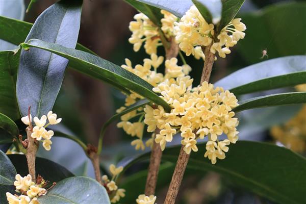 有哪些四季花卉，有月季、常春藤、蒲公英等