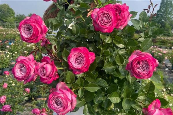 有哪些四季花卉，有月季、常春藤、蒲公英等