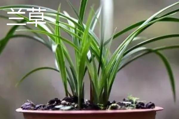兰草和吊兰的区别是什么，形态和花期均不同