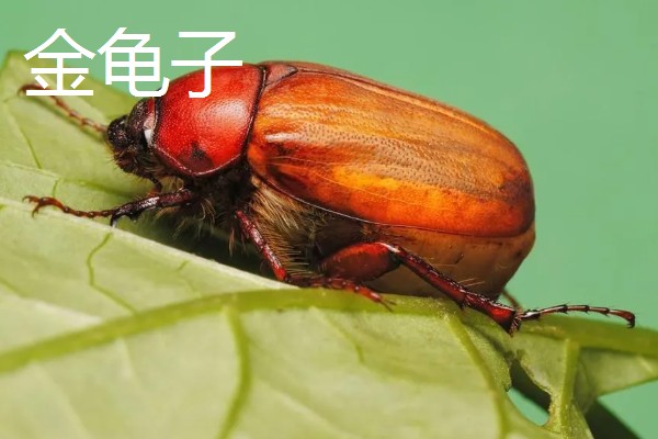 红薯茎线虫病如何防治，首先选择优良的抗病品种