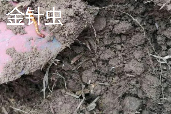 红薯茎线虫病如何防治，首先选择优良的抗病品种