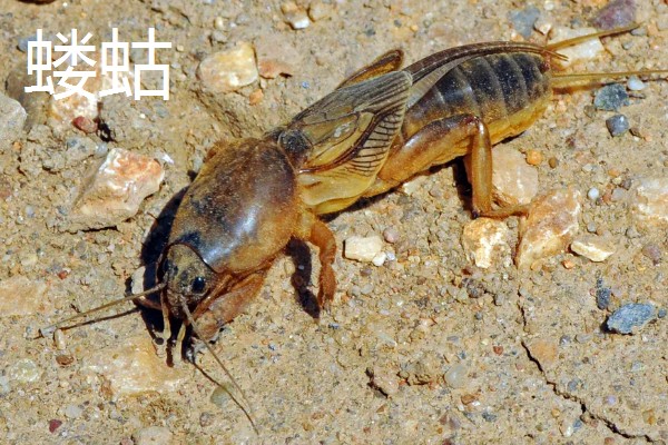 红薯茎线虫病如何防治，首先选择优良的抗病品种