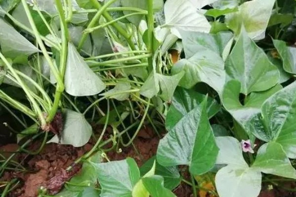 红薯茎线虫病如何防治，首先选择优良的抗病品种