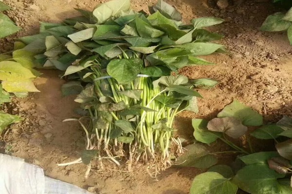 红薯茎线虫病如何防治，首先选择优良的抗病品种