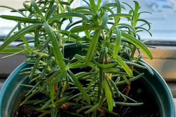 迷迭香几月开花，每年6月开花