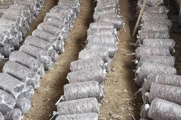 蘑菇菌包的种植方法,每天需用喷壶淋湿土壤