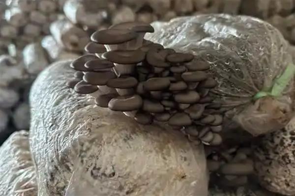 蘑菇菌包的种植方法,每天需用喷壶淋湿土壤