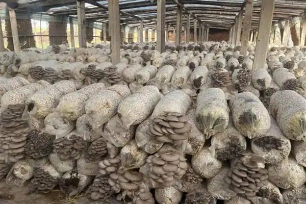 蘑菇菌包的种植方法,每天需用喷壶淋湿土壤