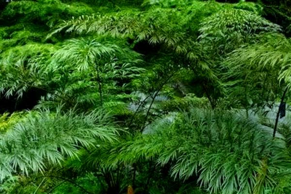 德保苏铁简介,是国家一级保护植物
