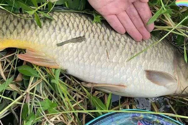 筏钓鲤鱼用哪种饵料，推荐蚯蚓、红虫、麦粒等
