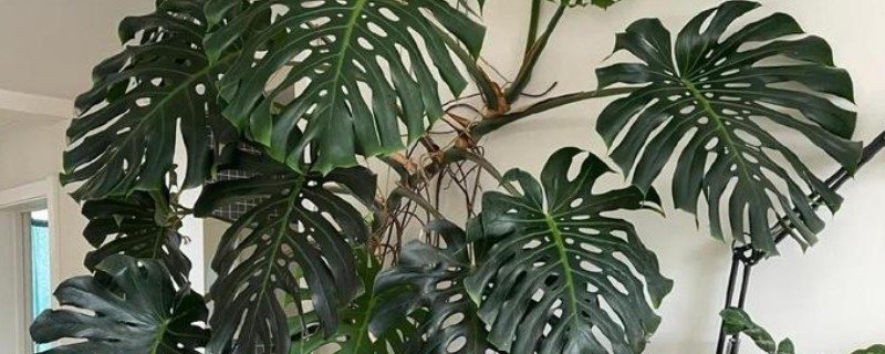 龟背竹的养殖方法，喜欢湿润的生长环境