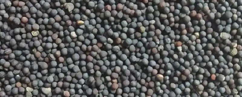 蔬菜种子的储藏方法，可将收获后的蔬菜种子捆扎成把